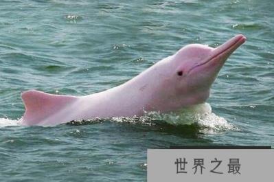 世界上最漂亮的海豚 粉红瓶鼻海豚浑身粉红色 长达三米