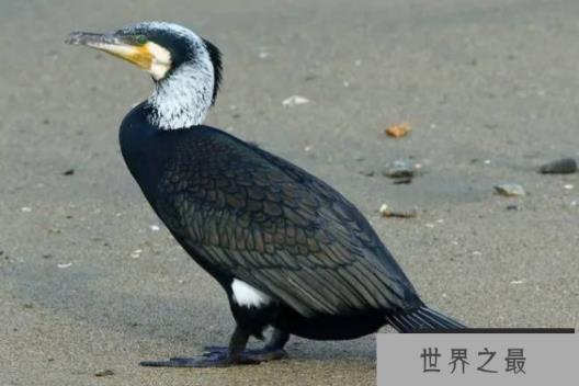 世界上捕鱼最厉害的鸟 鸬鹚是擅长食鱼的海鸟