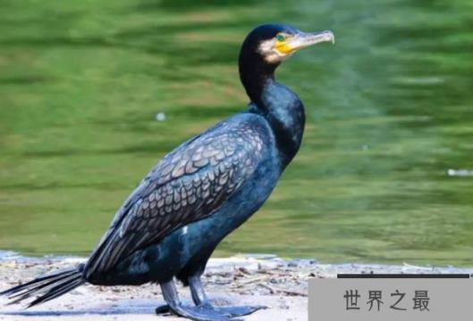 世界上捕鱼最厉害的鸟 鸬鹚是擅长食鱼的海鸟