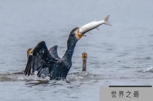 世界上捕鱼最厉害的鸟 鸬鹚是擅长食鱼的海鸟