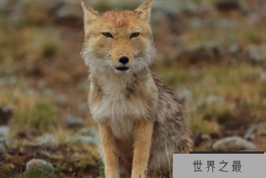 世界上最丑的狐狸 藏狐拥有冷漠的表情(颜值最低)