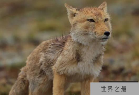 世界上最丑的狐狸 藏狐拥有冷漠的表情(颜值最低)