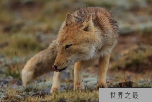 世界上最丑的狐狸 藏狐拥有冷漠的表情(颜值最低)