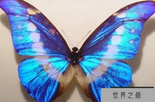 世界上最美的蝴蝶 光明女神蝶造型漂亮(比较稀有)
