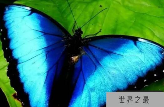 世界上最美的蝴蝶 光明女神蝶造型漂亮(比较稀有)