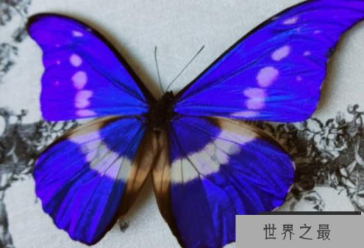 世界上最美的蝴蝶 光明女神蝶造型漂亮(比较稀有)
