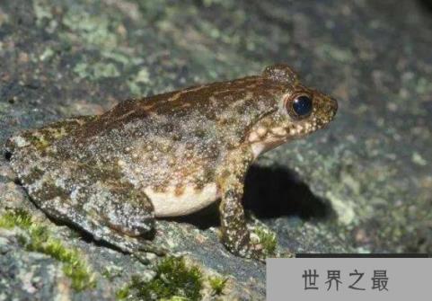 世界上最有营养的蛙类 棘胸蛙中国特有野生蛙