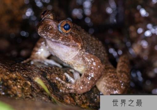 世界上最有营养的蛙类 棘胸蛙中国特有野生蛙