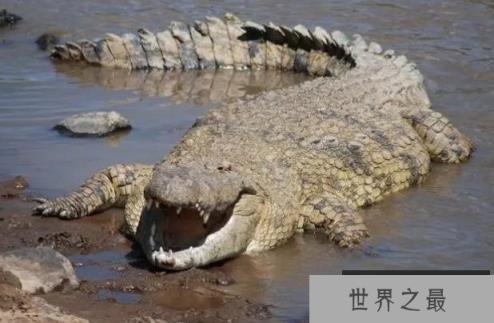 世界上最重的爬行动物 湾鳄有强烈的领地意识 世界上最重的爬行动物 湾鳄有强烈的领地意识