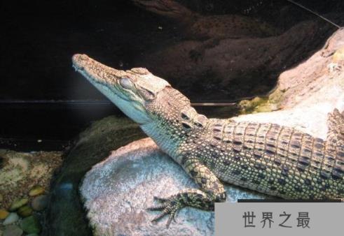 世界上最重的爬行动物 湾鳄有强烈的领地意识 世界上最重的爬行动物 湾鳄有强烈的领地意识