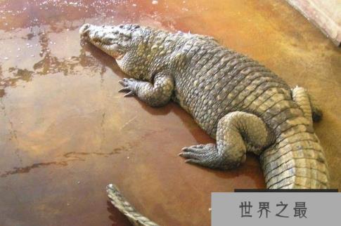 世界上最重的爬行动物 湾鳄有强烈的领地意识 世界上最重的爬行动物 湾鳄有强烈的领地意识