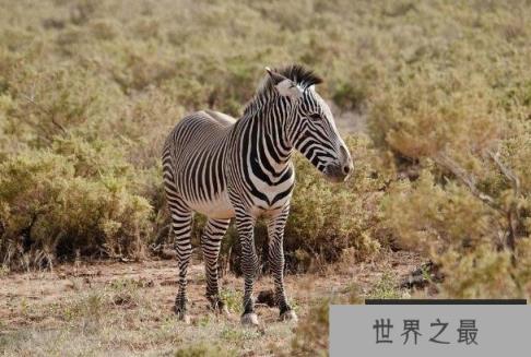 世界上最大的斑马 细斑马体长达2.75米 美丽而优雅