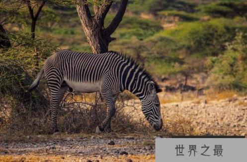 世界上最大的斑马 细斑马体长达2.75米 美丽而优雅