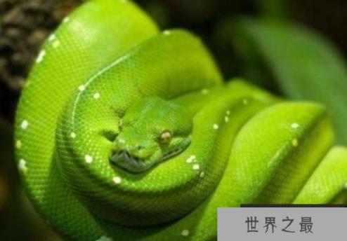 世界上最友好的看家蛇 四鳗青蛇性格温和