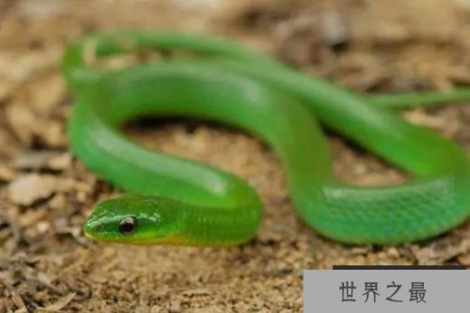 世界上最友好的看家蛇 四鳗青蛇性格温和