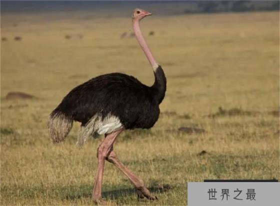世界上最大的飞鸟 其中一百多公斤的鸵鸟