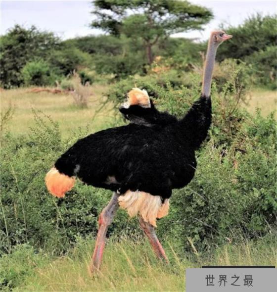 世界上最大的飞鸟 其中一百多公斤的鸵鸟
