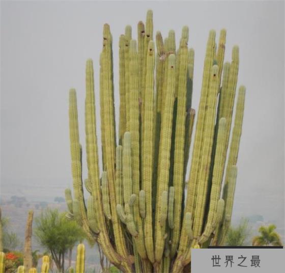 世界上最耐旱的植物 沙漠中的仙人掌