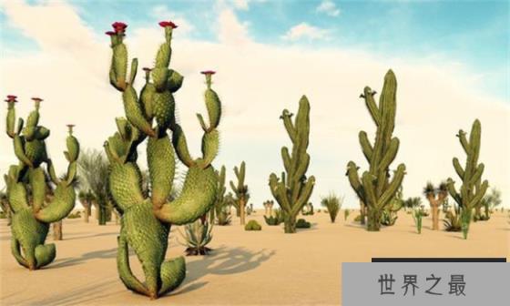 世界上最耐旱的植物 沙漠中的仙人掌