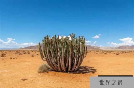 世界上最耐旱的植物 沙漠中的仙人掌