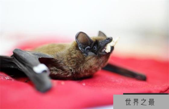 世界最小的哺乳动物 弱小的猪鼻蝙蝠 世界最小的哺乳动物 弱小的猪鼻蝙蝠