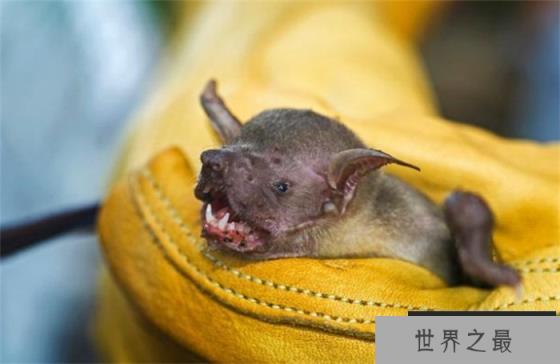 世界最小的哺乳动物 弱小的猪鼻蝙蝠 世界最小的哺乳动物 弱小的猪鼻蝙蝠