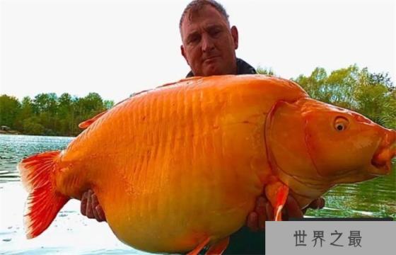 世界上最大的“金鱼”出现，重61斤  什么金鱼能长这么大