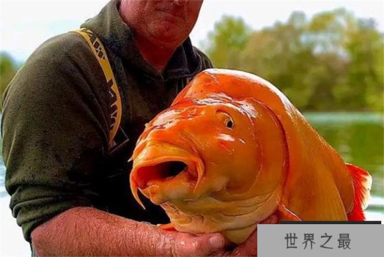 世界上最大的“金鱼”出现，重61斤  什么金鱼能长这么大