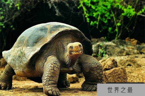 俗话说“千年王八万年龟” 最长寿的乌龟究竟能活多少岁
