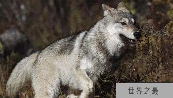 现存最大的灰狼是什么狼  最大的个体有多大