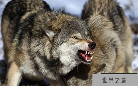 现存最大的灰狼是什么狼  最大的个体有多大