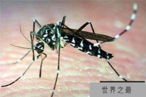 世界上最小的蚊子，黑蚊体长仅有1毫米