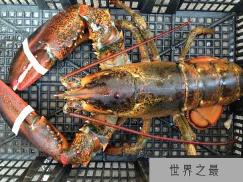 世界最大龙虾,波士顿龙虾重达20公斤 世界最大龙虾,波士顿龙虾重达20公斤