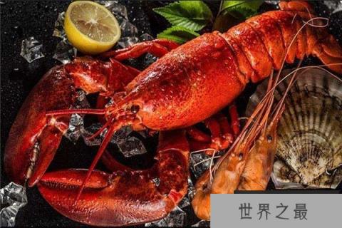 世界最大龙虾,波士顿龙虾重达20公斤 世界最大龙虾,波士顿龙虾重达20公斤