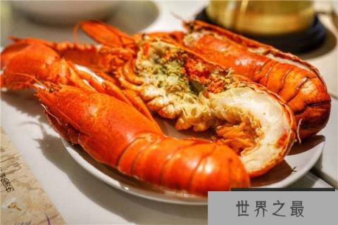 世界最大龙虾,波士顿龙虾重达20公斤 世界最大龙虾,波士顿龙虾重达20公斤