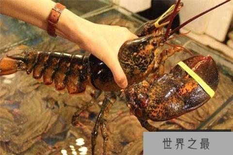 世界最大龙虾,波士顿龙虾重达20公斤 世界最大龙虾,波士顿龙虾重达20公斤