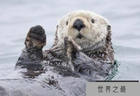 世界最贵的动物皮毛，海獭皮毛深受人们喜爱