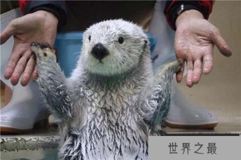 世界最贵的动物皮毛，海獭皮毛深受人们喜爱