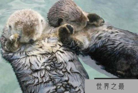 世界最贵的动物皮毛，海獭皮毛深受人们喜爱