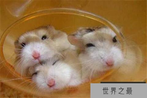 世界上最小的仓鼠：罗伯罗夫斯基仓鼠