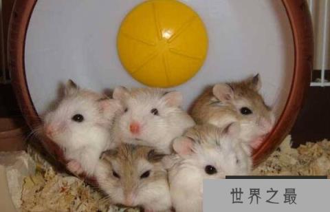 世界上最便宜的仓鼠，最便宜要10元左右