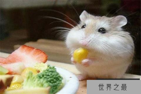 世界上最便宜的仓鼠，最便宜要10元左右