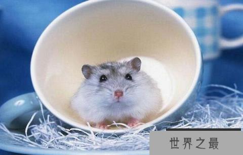 世界上最便宜的仓鼠，最便宜要10元左右