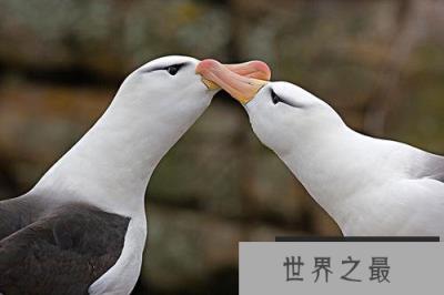 动物的繁殖方式有哪些？动物10大特殊繁殖方式