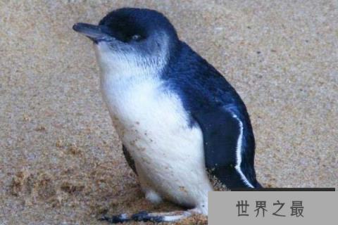 唯一拥有蓝色羽毛的小型企鹅:小蓝企鹅 唯一拥有蓝色羽毛的小型企鹅:小蓝企鹅