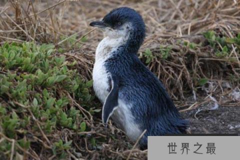 唯一拥有蓝色羽毛的小型企鹅:小蓝企鹅 唯一拥有蓝色羽毛的小型企鹅:小蓝企鹅