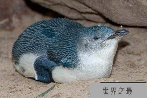 唯一拥有蓝色羽毛的小型企鹅:小蓝企鹅 唯一拥有蓝色羽毛的小型企鹅:小蓝企鹅