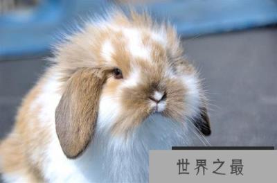 最适合小朋友饲养的宠物兔，首先荷兰垂耳兔