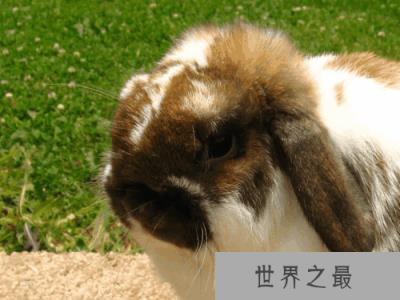 最适合小朋友饲养的宠物兔，首先荷兰垂耳兔