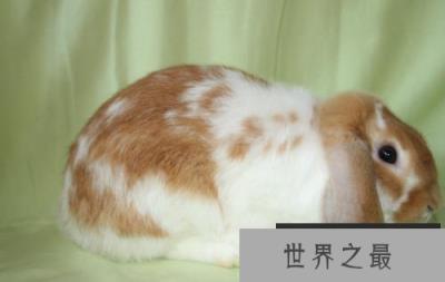 最适合小朋友饲养的宠物兔，首先荷兰垂耳兔